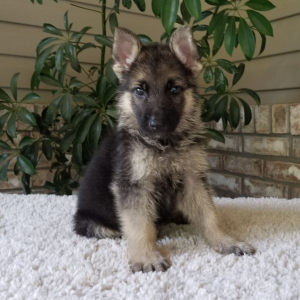 German Shepherd Dog Puppy Bear