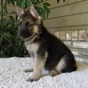German Shepherd Dog Puppy Bear