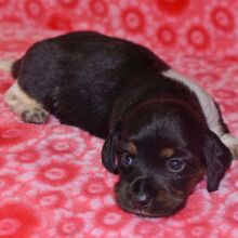 Dachshund Puppy Toffee