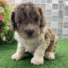 Cockapoo Puppy Xyla