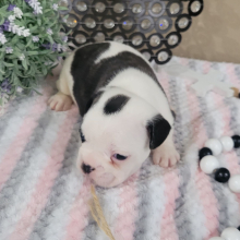 French Bulldog Puppy Lynn