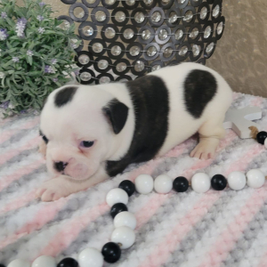 French Bulldog Puppy Lynn