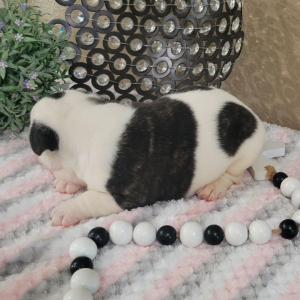 French Bulldog Puppy Lynn