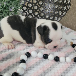 French Bulldog Puppy Lynn