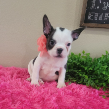 French Bulldog Puppy Lynn