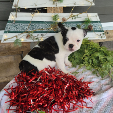 French Bulldog Puppy Lynn