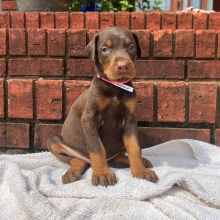 Doberman Pinscher Puppy Lola