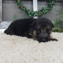 German Shepherd Dog Puppy Gracie