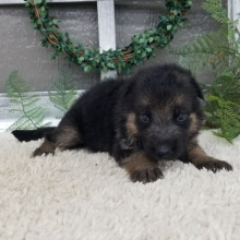 German Shepherd Dog Puppy Gracie