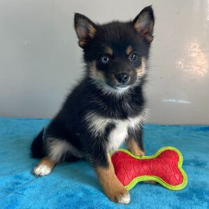 Pomsky Puppy Ann