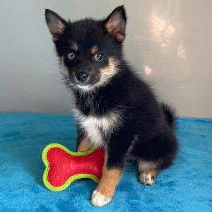 Pomsky Puppy Ann