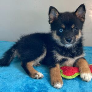 Pomsky Puppy Ann