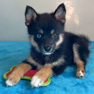 Pomsky Puppy Ann