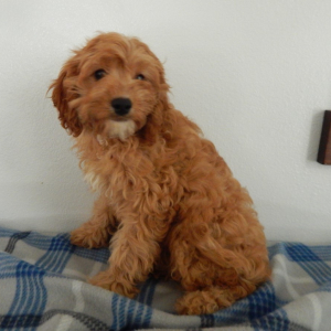 Cavapoo Puppy Kaisy