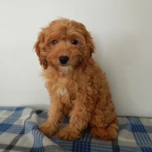 Cavapoo Puppy Kaisy