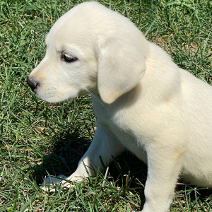 Labrador Retriever Puppy Kenzie