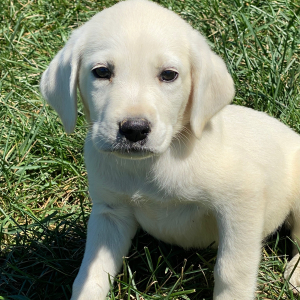 Labrador Retriever Puppy Kenzie