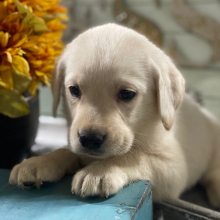 Labrador Retriever Puppy Dawson