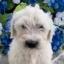 Schnoodle Puppy Olaf