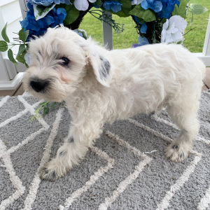 Schnoodle Puppy Olaf