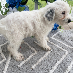 Schnoodle Puppy Olaf