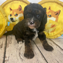 Cavapoo Puppy Archer