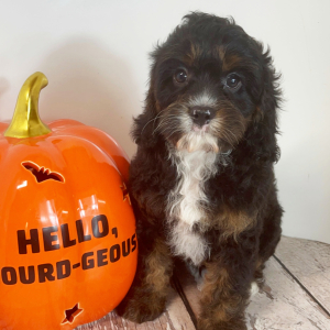 Cavapoo Puppy Archer