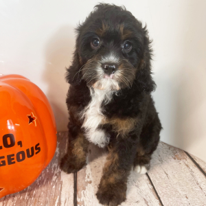 Cavapoo Puppy Archer