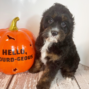 Cavapoo Puppy Archer
