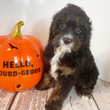 Cavapoo Puppy Archer