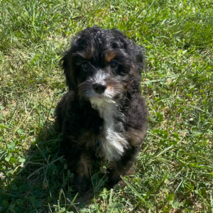 Cavapoo Puppy Archer