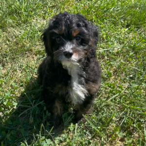 Cavapoo Puppy Archer