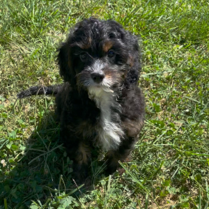 Cavapoo Puppy Archer