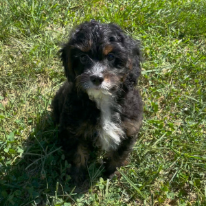 Cavapoo Puppy Archer