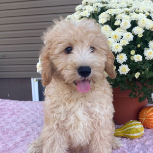 Goldendoodle Puppy Nicky