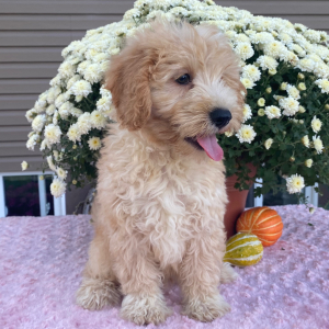 Goldendoodle Puppy Nicky