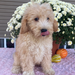 Goldendoodle Puppy Nicky