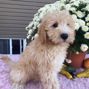 Goldendoodle Puppy Nicky