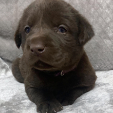 Labrador Retriever Puppy Kass