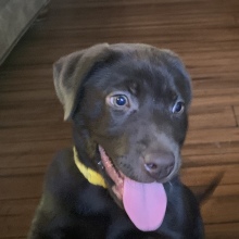 Labrador Retriever Puppy Kass