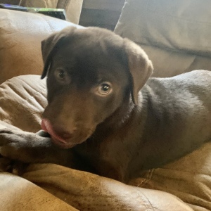Labrador Retriever Puppy Kass