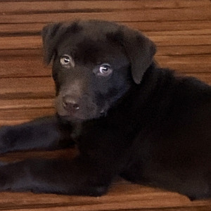 Labrador Retriever Puppy Kass