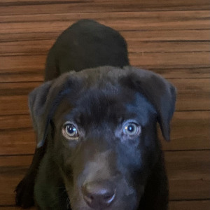 Labrador Retriever Puppy Kass