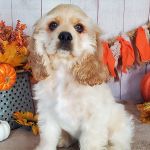 Cocker Spaniel Puppy Jag