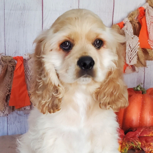 Cocker Spaniel Puppy Jag