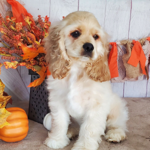 Cocker Spaniel Puppy Jag