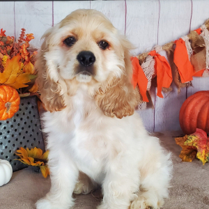 Cocker Spaniel Puppy Jag
