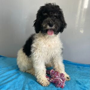 Poodle Puppy Beth