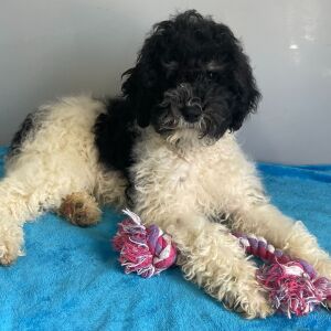 Poodle Puppy Beth