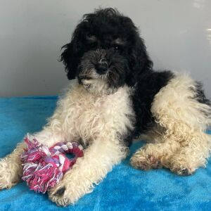 Poodle Puppy Beth